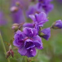 Geranium himalayense Plenum