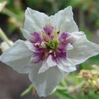 Geranium pratense Double Jewel