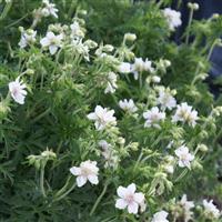 Geranium pratense Double Jewel