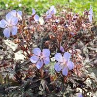Geranium pratense Hocus Pocus