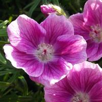 Geranium sanguineum Elke