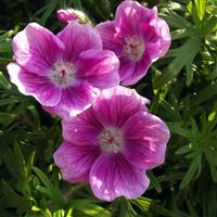 Geranium sanguineum Elke
