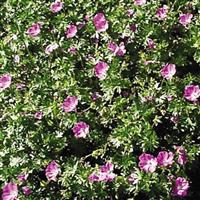 Geranium sanguineum Max Frei