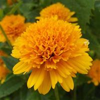 Heliopsis helianthoides Asahi