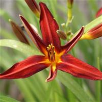 Hemerocallis Crimson Pirate