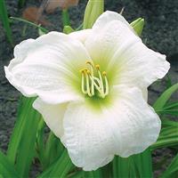 Hemerocallis Gentle Shepherd