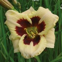 Hemerocallis Moonlit Masquerade