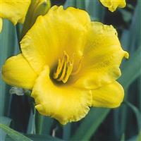 Hemerocallis Stella Doro