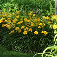 Hemerocallis Stella Doro