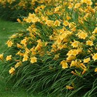Hemerocallis Stella Doro
