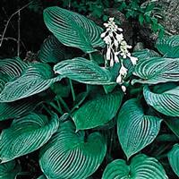 Hosta Sieboldiana Elegans