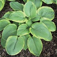 Hosta Sieboldiana Frances Williams