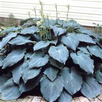 Hosta Blue Angel