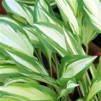 Hosta Cherry Berry