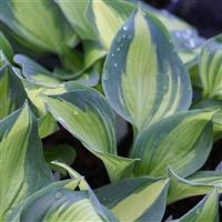 Hosta Lakeside Cupcake