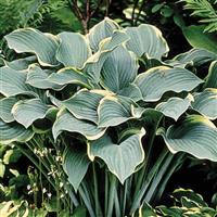 Hosta Regal Splendor