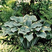 Hosta Regal Splendor