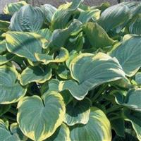 Hosta Sagae