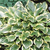 Hosta So Sweet