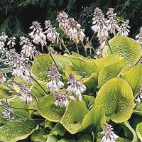 Hosta Sum And Substance