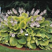 Hosta Sum And Substance