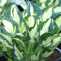 Hosta Whirlwind