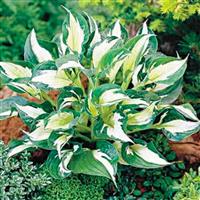Hosta Whirlwind