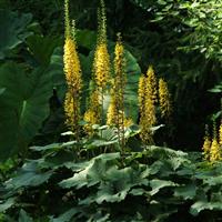 Ligularia stenophyllus The Rocket