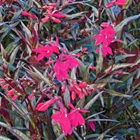 Lobelia Russian Princess