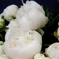 Paeonia lactiflora Avalanche