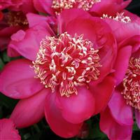 Paeonia lactiflora Barrington Belle