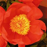 Paeonia lactiflora Flame