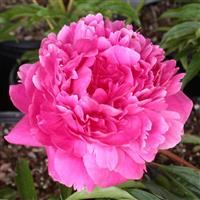 Paeonia lactiflora Kansas