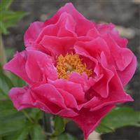 Paeonia lactiflora Paula Fay