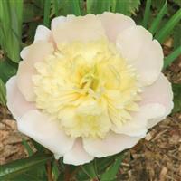 Paeonia lactiflora Primevere