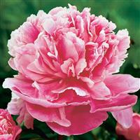 Paeonia Alexander Fleming