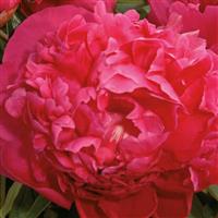 Paeonia Renato