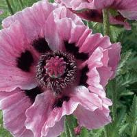 Papaver orientale Manhattan
