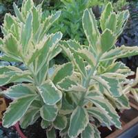 Sedum Autumn Charm