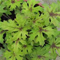 Tiarella Timbuktu