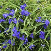Tradescantia andersoniana Zwanenburg Blue