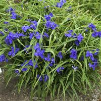 Tradescantia andersoniana Zwanenburg Blue