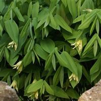 Uvularia Grandiflora 