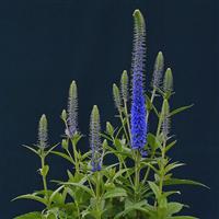 Veronica Ulster Blue Dwarf