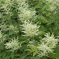 Aruncus dioicus 
