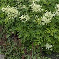 Aruncus dioicus 