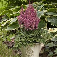 Astilbe chinensis Little Vision In Pink