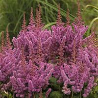 Astilbe chinensis Visions