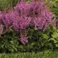 Astilbe chinensis Visions