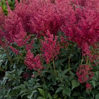 Astilbe japonica Montgomery